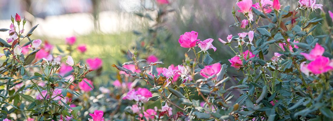 Close up of pinkish purple flowers blooming on a shrub on the TCU campus.