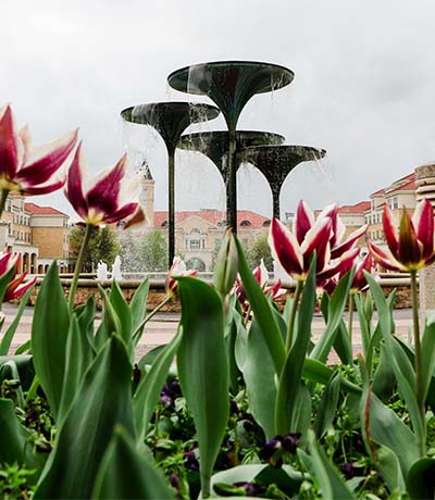 Cinematic shot of tulips at TCU